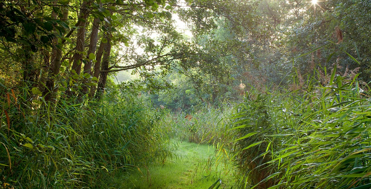 Meadow Lore